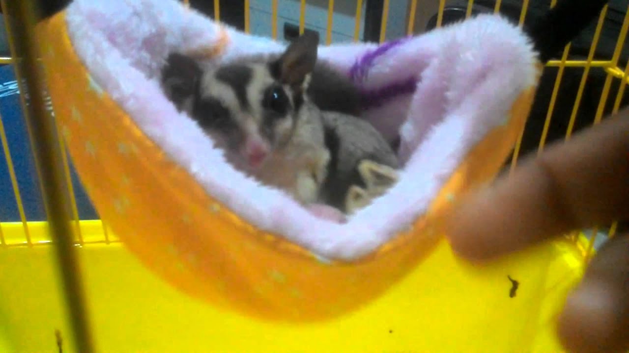 My Sugar Glider enjoy in the swinging bed YouTube