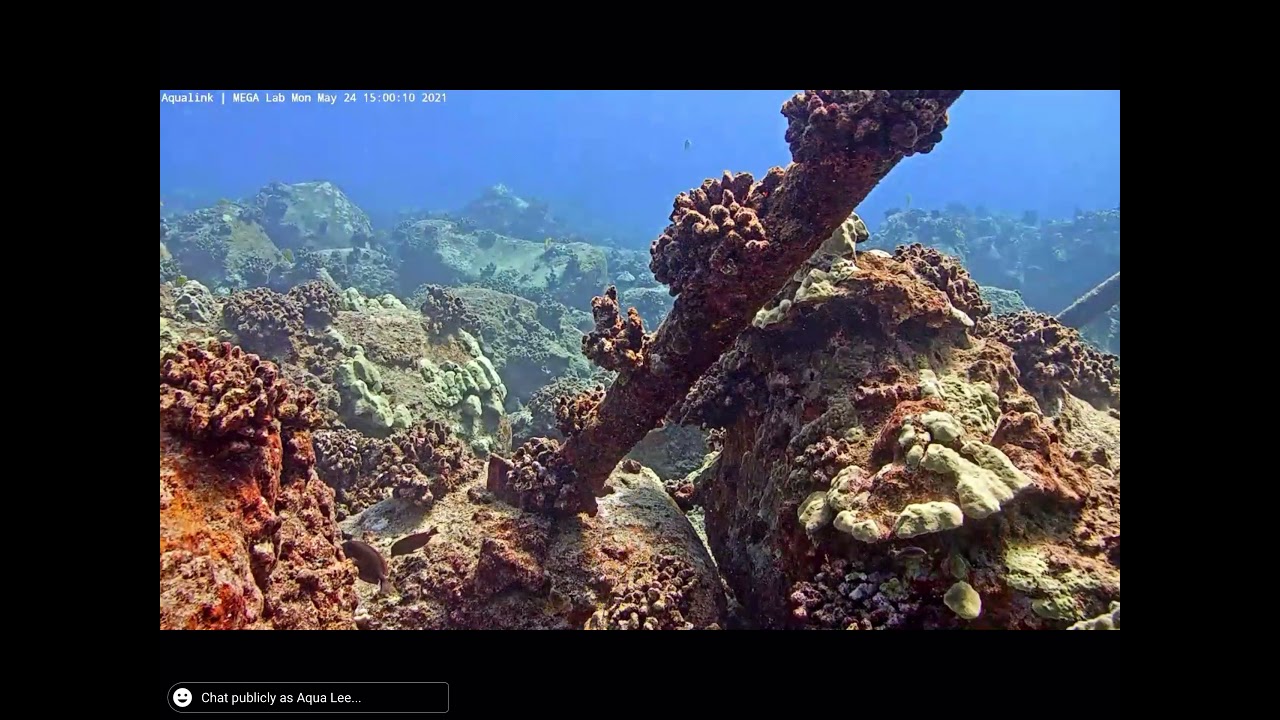 Hawaiian Hogfish, ‘A’awa (female)
