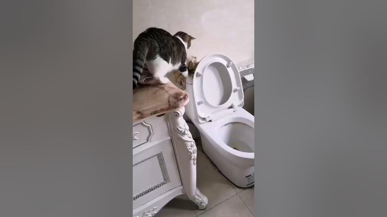 Кот в унитазе видео. Кота утопили в унитазе. кот топленое молоко. кот бандит видео.