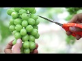 シャインマスカットの摘粒(大粒バージョン)石原果樹園2017-06-06