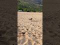 Ben is a little bit tired after playing fetch | Makaha Beach Park, Oahu