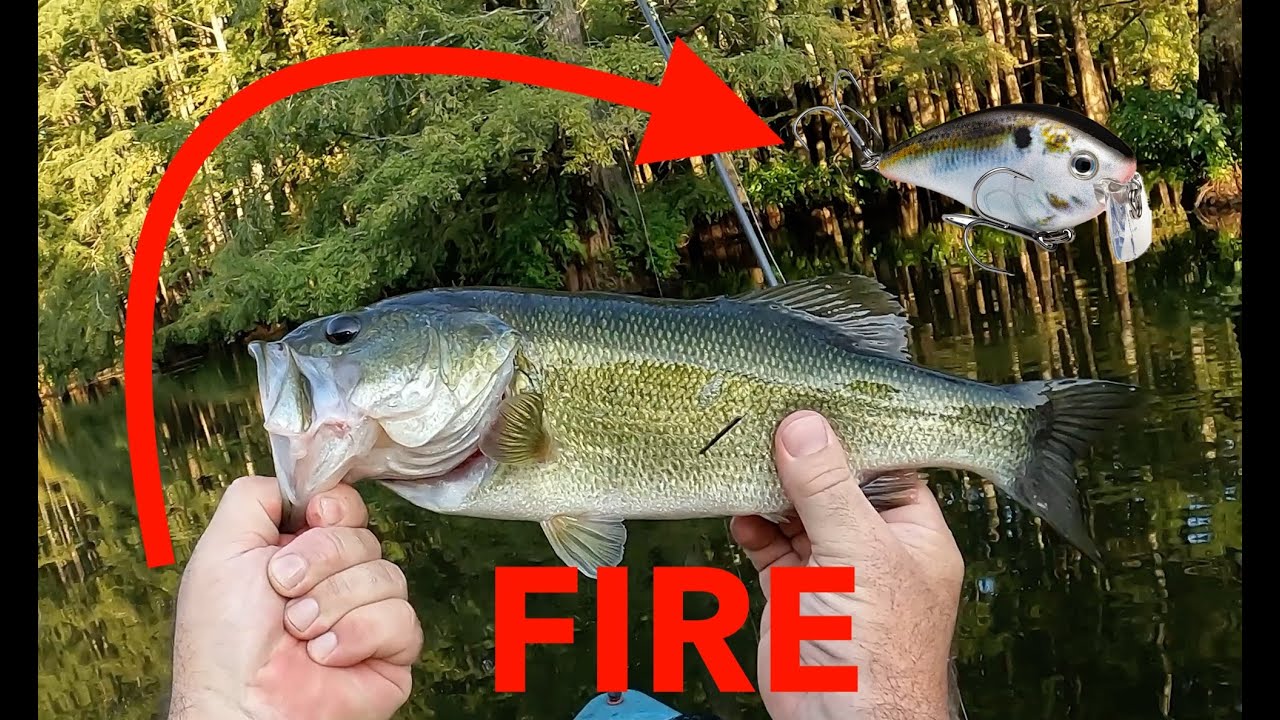 FISHING NEW LURE for BIG BASS! #strikeking