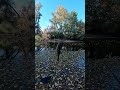 Рыбалка на поплавок в лесной красивой речке #красота  #поплавок  #речка