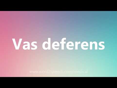 Vas deferens -