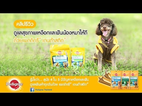 Dogilike Review ดูแลช่องปากน้องหมาให้ดีด้วย เพดดิกรี® เดนต้าสติก®