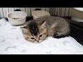 Here’s a kitten who got sleepy while playing with a toy that rolls around…