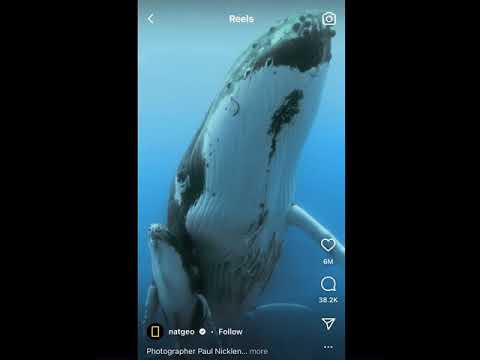 Baby Whale’s Monster Jams
