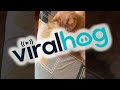 Cat Mimics Owner's Coin Trick || ViralHog