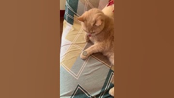 Cat Mimics Owner