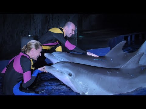 Video: What Aquarium Dolphins Look Like