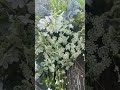 Everyday Neutral Floral Grapevine Wreath