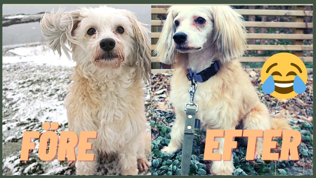 FÖRSÖKER KLIPPA CHINESE CRESTED POWDERPUFF STYLE 😂 YouTube