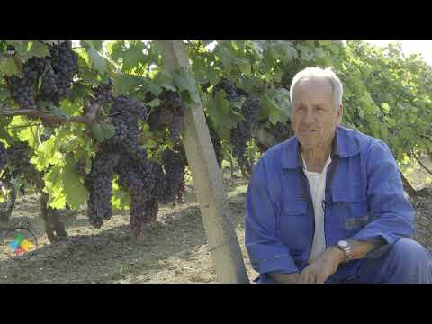 Video: Verë Franceze - Standardi I Cilësisë