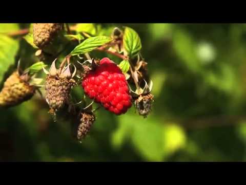BC Raspberries - Picked fresh.