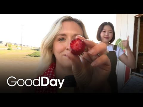 Molly's Picking Strawberries at a Family-Owned Farm!