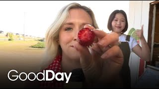 Molly's Picking Strawberries at a Family-Owned Farm!