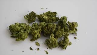 Special Sauce CBD Strain Review!