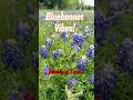 Texas turns blue in every spring! 💙 Bluebonnets, State flower of Texas. #usatravelvlog