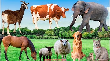 Cute Animal Sounds Compilation: Cat, Kitten, Cow, Dog, Goat, Sheep, Horse, Elephant | Animal Video