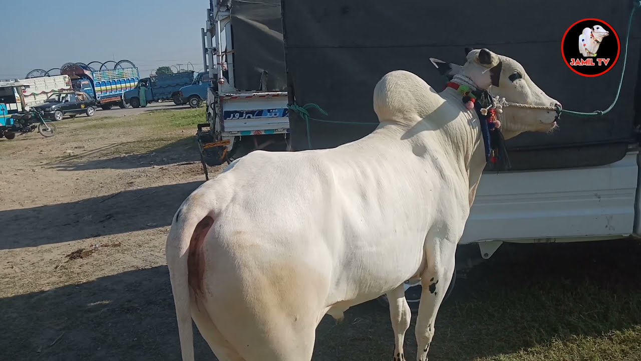 Mandra Mandi Latets Update ll Fatehjangi  Bail ll Jamil tv