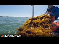 Exploring the popularity of kelp and its benefits for people and the environment