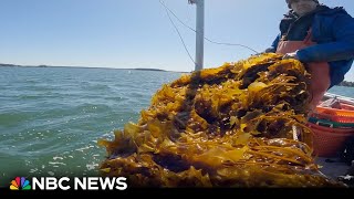 Is kelp the sustainable food craze of the future?