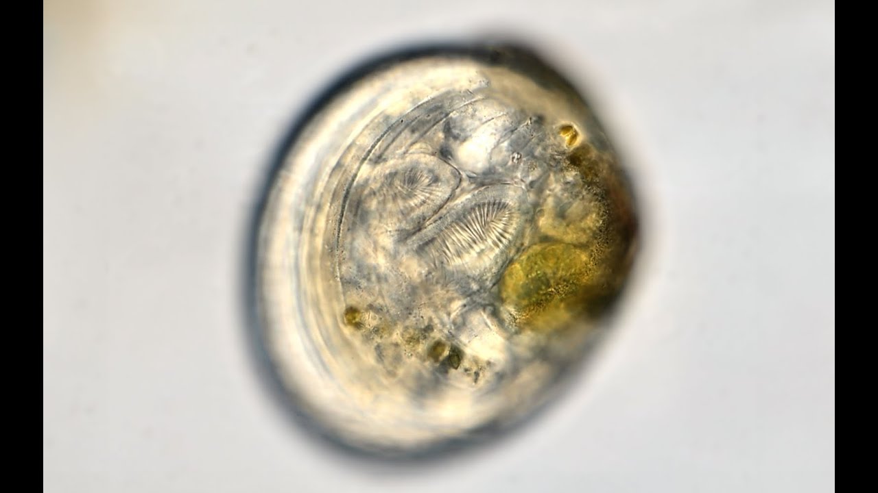 Marine Bivalve Veliger