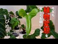 今年も植物変態をよろしくお願いします!！