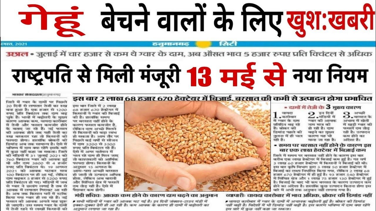 11 May 2023, गेहूं के भाव, gehu ka bhav aaj ka, gehu bhav kab badhega