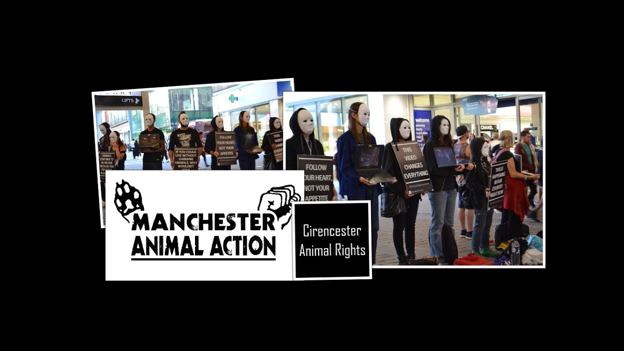 Out with my laptop - Manchester Animal Action - Earthling Experience