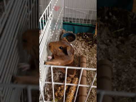 My Guinea Pig Climbs Over the Cage to 