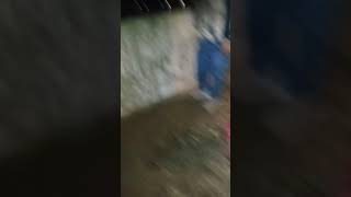 Duluth smelt