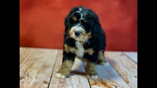 Randy, Mini Bernedoodle puppy by Happy Tail Pets 37 views 9 months ago 47 seconds
