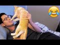 Cats unexpected attack on humans  funny cats attack  petastic 