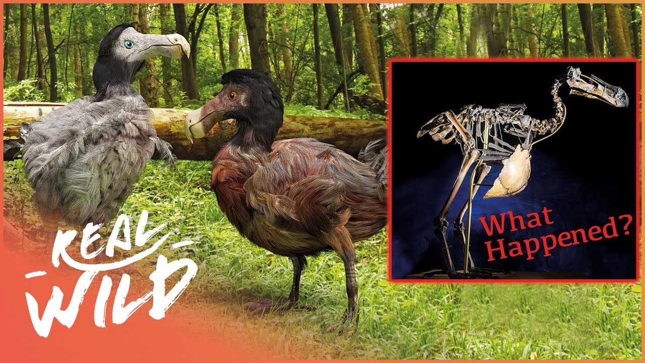 The Real Reason Why Dodo Birds Went Extinct