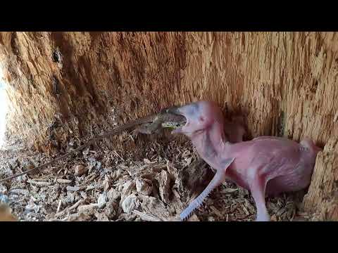 KETEMU LAGI SARANG BURUNG TENGKEK BIKIN HEBOH LAGI