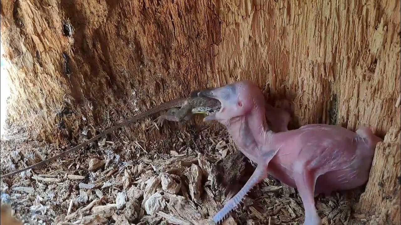 Anak Tengkek Masi Bayi Di Beri Makan Kadal Besar - YouTube