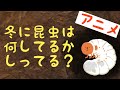 【アニメ】カメラはとらえた‼︎幼虫の意外な行動！！
