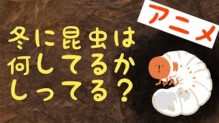 【アニメ】カメラはとらえた‼︎幼虫の意外な行動！！