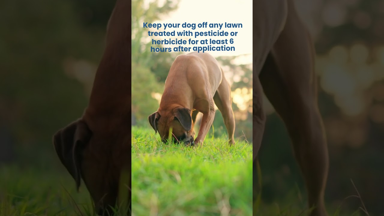 Watch if your dog loves to play on the grass 🌾