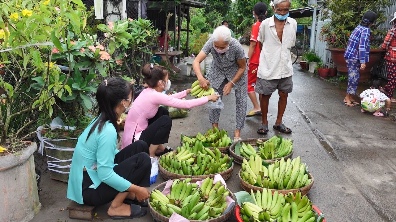 Tới Ngày Thu Hoạch Chuối Hai Chị Em Đem Bán Cho Bà Con Lối Xóm | Hương Quê #197