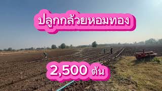 ปลูกกล้วยหอมทอง 6 ไร่ 2,400 ต้น