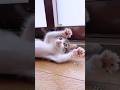 子猫が相手にされなくて「大の字バタバタ」が人間の赤ちゃんみたいで可愛すぎる【預かり保護猫】