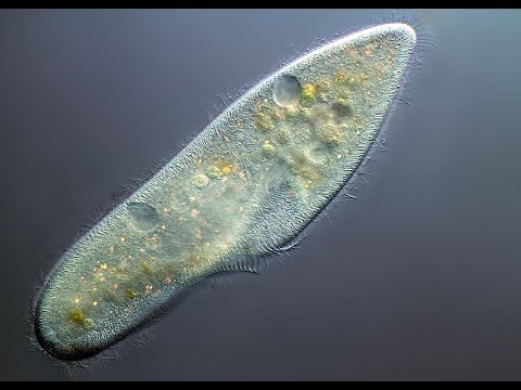 Vidéo: Dans les protozoaires, la locomotion est-elle par ?