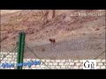 ظهور أسد في قرية المعابدة مركز ابنوب بأسيوط في الجبل الشرقي 