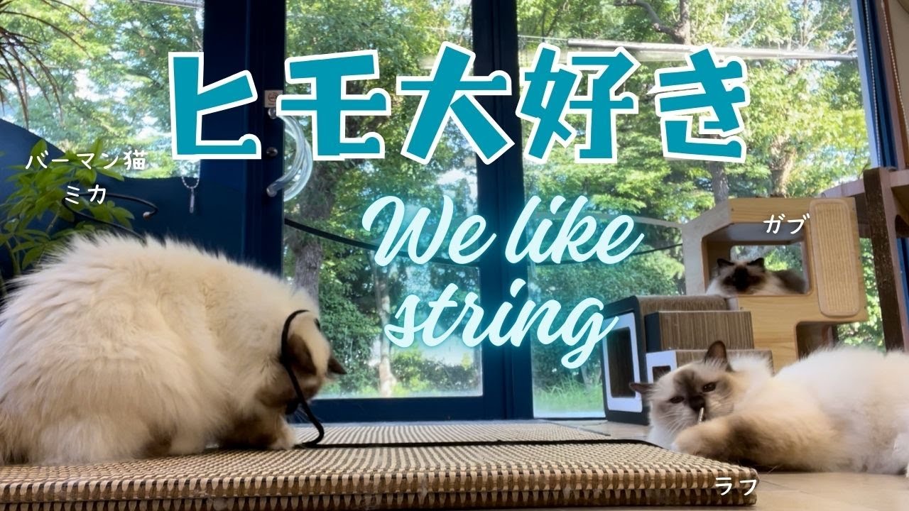 バーマン猫ラフとミカとガブ【ヒモ大好き】We like string（バーマン猫）Birman/Cat