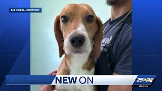 Rescued beagle dies after escaping adopter's yard