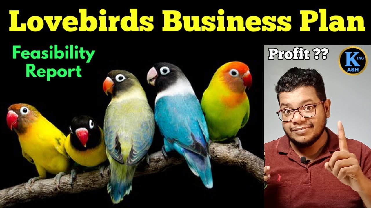 Love birds business plan | Lovebirds feasibility report | How to start lovebird business | Business