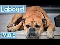 Soothing Music for Dogs in Labour! Relaxing Music to Calm and Soothe Your Dog While They Give Birth!