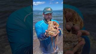 How to dispatch an octopus